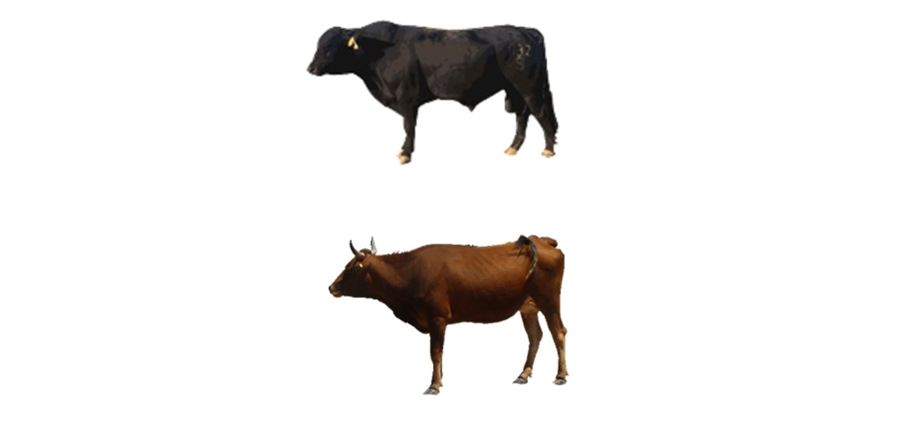 Desert adapted cattle