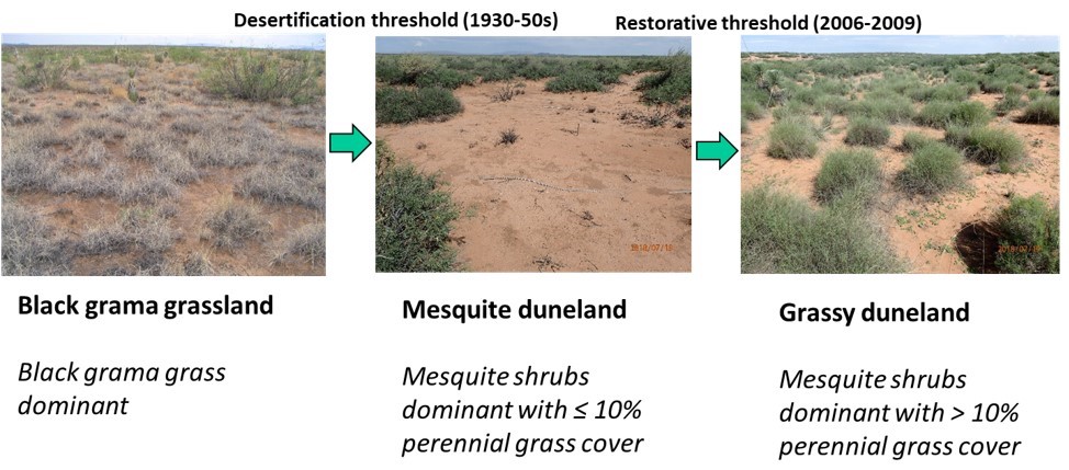 Dunland Restoration Project